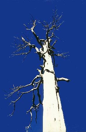 Ein toter Baum 